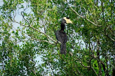 Sri Lanka 'daki Yale Ulusal Parkı' nda Doğulu Boynuz Bill.