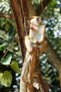 Sri Lanka 'da Ella yakınlarında yaşayan vahşi maymunlar.