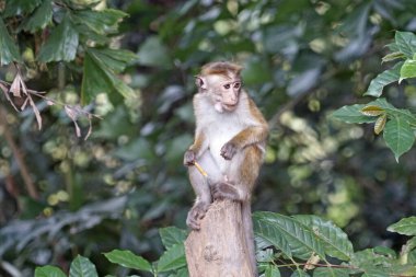 Sri Lanka 'da Ella yakınlarında yaşayan vahşi maymunlar.