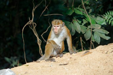 Sri Lanka 'da Ella yakınlarında yaşayan vahşi maymunlar.