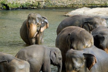 Sri Lanka 'da pinawala' da fil nehri banyosu.