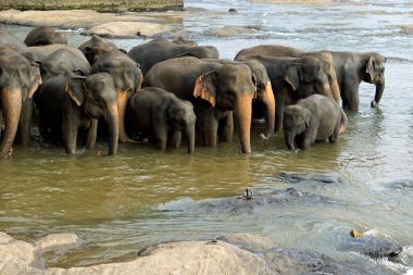 Sri Lanka 'da pinawala' da fil nehri banyosu.
