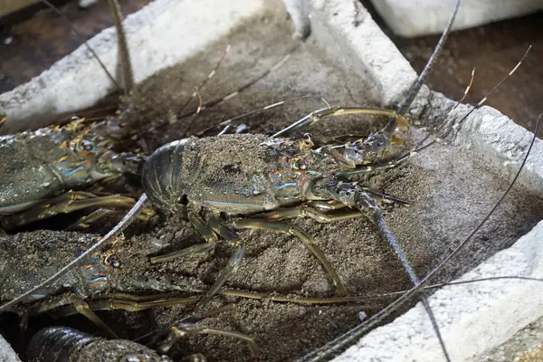 Sri Lanka 'daki yerel bir markette taze deniz ürünleri.