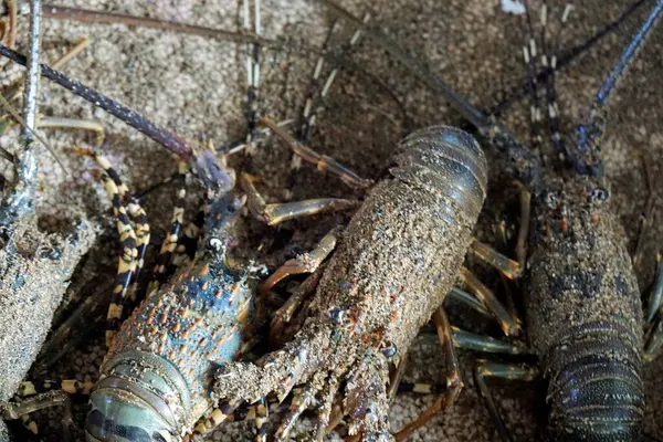 Sri Lanka 'daki yerel bir markette taze deniz ürünleri.