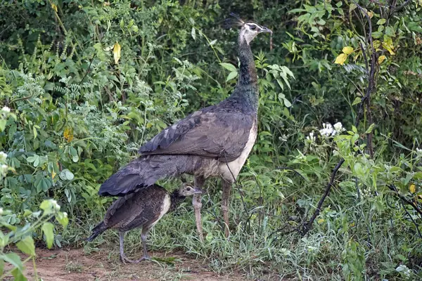 Sri Lanka 'daki Yale Natinal Park' ta tavus kuşu.