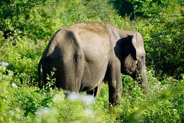 Sri Lanka 'daki Uduwalewe Ulusal Parkı' ndaki fil.