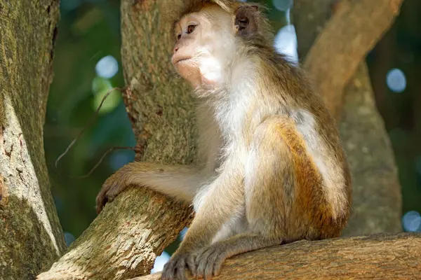 Sri Lanka 'da Ella yakınlarında yaşayan vahşi maymunlar.