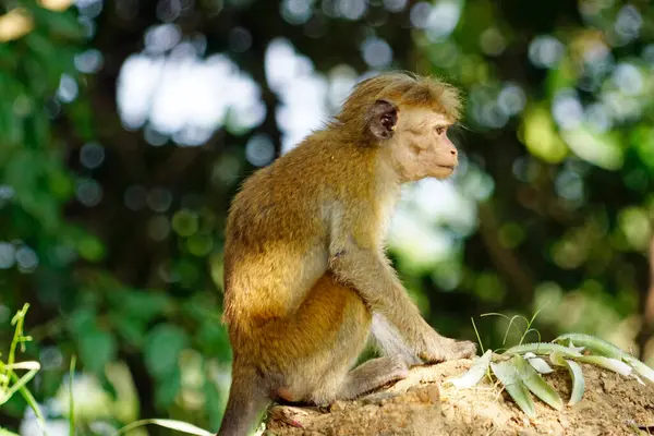 Sri Lanka 'da Ella yakınlarında yaşayan vahşi maymunlar.