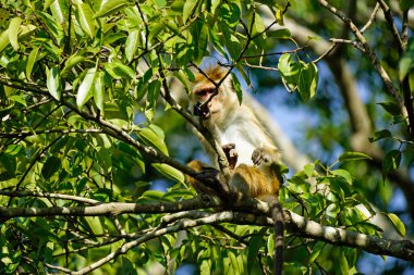 Sri Lanka 'da Udawalewe' de safaride ağaçtaki maymun.