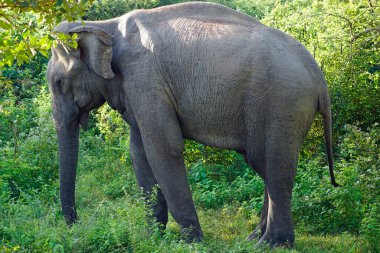 Sri Lanka 'daki Uduwalewe Ulusal Parkı' ndaki fil.