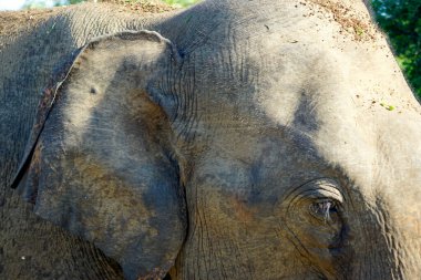 Sri Lanka 'daki Uduwalewe Ulusal Parkı' ndaki fil.