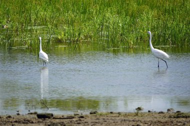 Yale Ulusal Parkı 'ndaki renkli leylek.