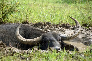 Yale Ulusal Parkında bufalo