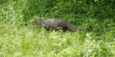 Hint Firavun faresi Yala Milli Parkı'nda Sri Lanka