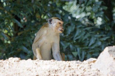 Sri Lanka 'da Ella yakınlarında yaşayan vahşi maymunlar.