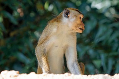 Sri Lanka 'da Ella yakınlarında yaşayan vahşi maymunlar.