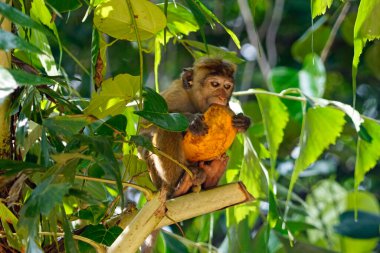 Sri Lanka 'da Ella yakınlarında yaşayan vahşi maymunlar.