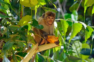 Sri Lanka 'da Ella yakınlarında yaşayan vahşi maymunlar.