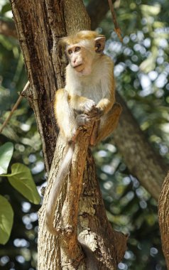 Sri Lanka 'da Ella yakınlarında yaşayan vahşi maymunlar.