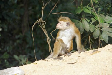 Sri Lanka 'da Ella yakınlarında yaşayan vahşi maymunlar.