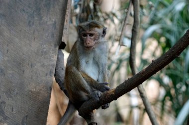 Sri Lanka 'da Ella yakınlarında yaşayan vahşi maymunlar.
