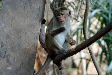 Sri Lanka 'da Ella yakınlarında yaşayan vahşi maymunlar.