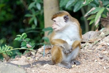 Sri Lanka 'da Ella yakınlarında yaşayan vahşi maymunlar.