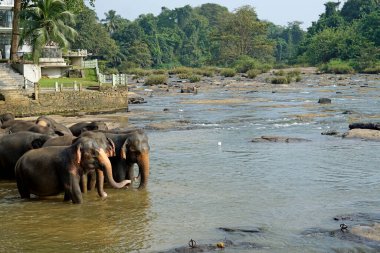 Sri Lanka 'da pinawala' da fil nehri banyosu.