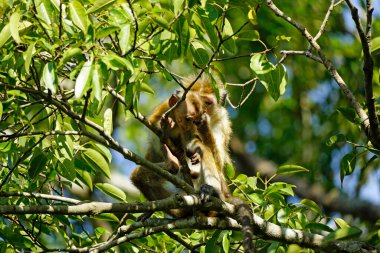 Sri Lanka 'da Udawalewe' de safaride ağaçtaki maymun.