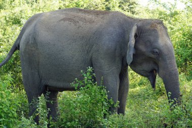 Sri Lanka 'daki Uduwalewe Ulusal Parkı' ndaki fil.