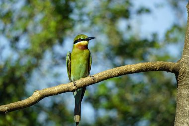 Sri Lanka 'daki Yale Ulusal Parkı' nda mavi kuyruklu arı yiyen kuş.