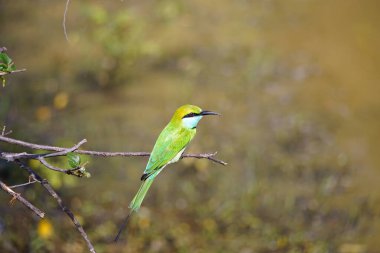 Sri Lanka 'daki Yale Ulusal Parkı' nda zümrüt arı yiyen kuş.