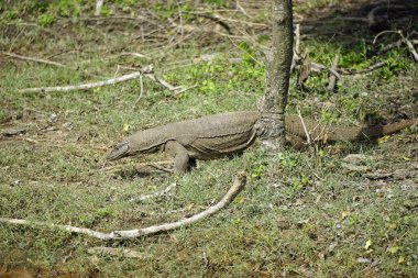 Sri Lanka 'daki Yale Milli Parkı' nda Waran.