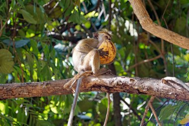 Sri Lanka 'da Ella yakınlarında yaşayan vahşi maymunlar.