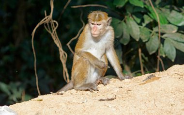 Sri Lanka 'da Ella yakınlarında yaşayan vahşi maymunlar.