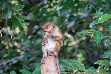 Sri Lanka 'da Ella yakınlarında yaşayan vahşi maymunlar.