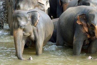 Sri Lanka 'da pinawala' da fil nehri banyosu.