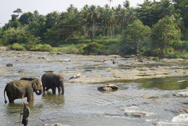 Sri Lanka 'da pinawala' da fil nehri banyosu.