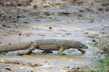 Sri Lanka 'daki Yale Milli Parkı' nda Waran.