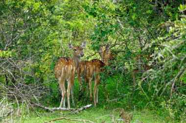 Sri Lanka 'daki Yale Milli Parkı' nda geyik