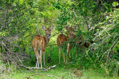 Sri Lanka 'daki Yale Milli Parkı' nda geyik