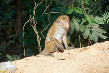 Sri Lanka 'da Ella yakınlarında yaşayan vahşi maymunlar.