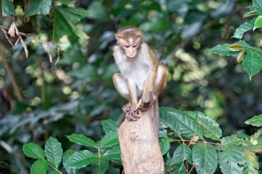 Sri Lanka 'da Ella yakınlarında yaşayan vahşi maymunlar.