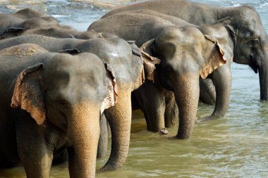 Sri Lanka 'da pinawala' da fil nehri banyosu.