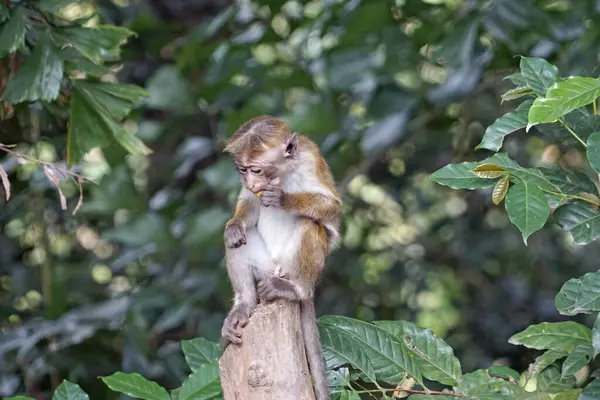 Sri Lanka 'da Ella yakınlarında yaşayan vahşi maymunlar.