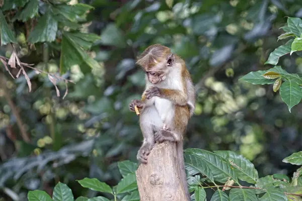 Sri Lanka 'da Ella yakınlarında yaşayan vahşi maymunlar.