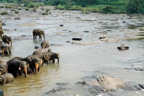 Sri Lanka 'da pinawala' da fil nehri banyosu.