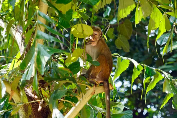 Sri Lanka 'da Ella yakınlarında yaşayan vahşi maymunlar.