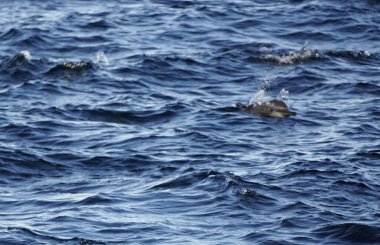 Yunuslar Hint Okyanusu