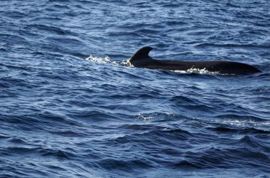 Mirissa 'daki Hint okyanusunda pilot balinalar.